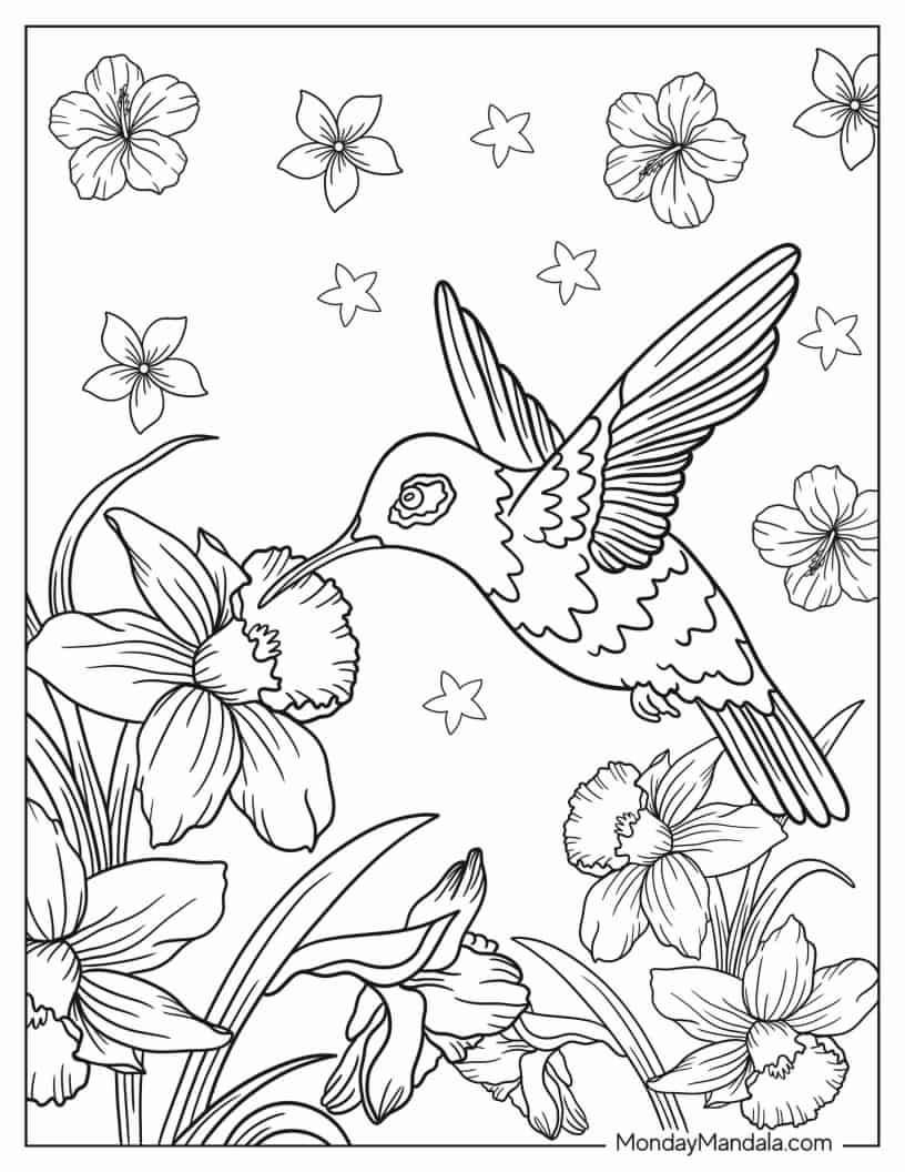Hummingbird Looking For Nectar coloring page — printable line art