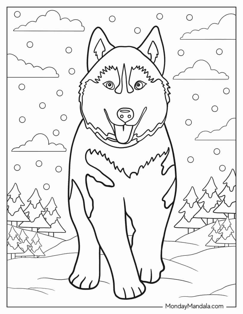 Fluffy Siberian Husky To Color coloring page