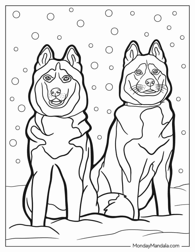 Two Adult Husky Dogs To Color coloring page