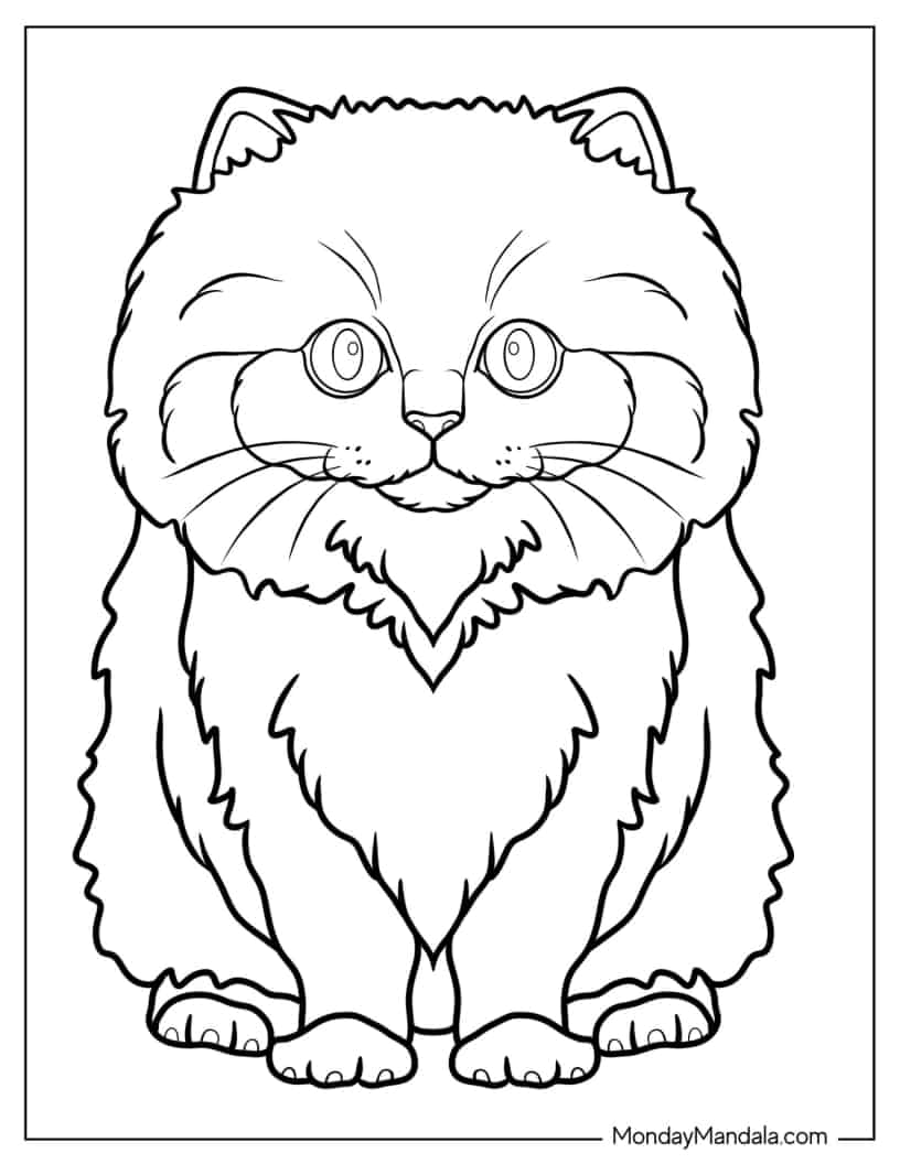 British Longhair Kitten Coloring Sheet For Kids coloring page — printable line art