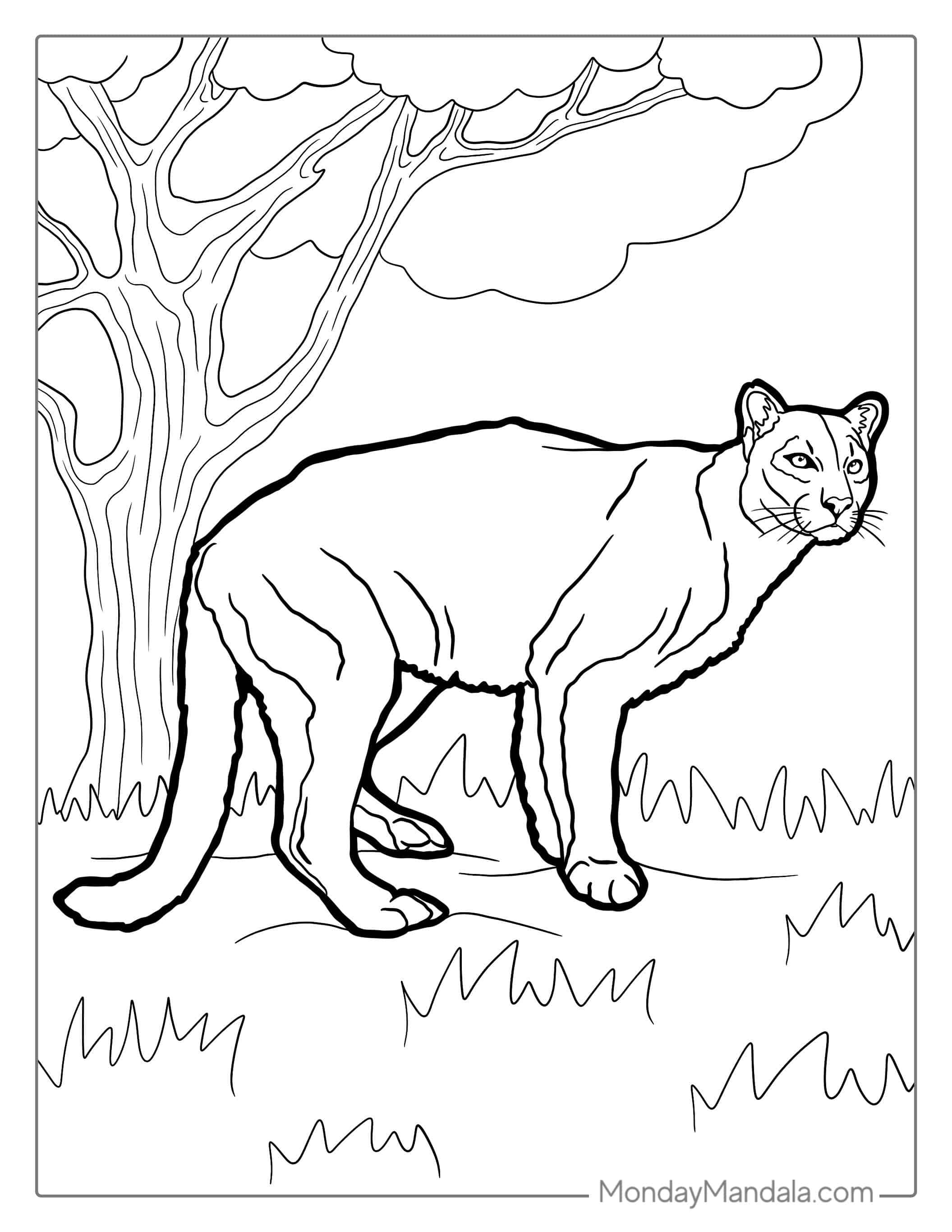 Mountain Lion Coloring Page coloring page — printable line art