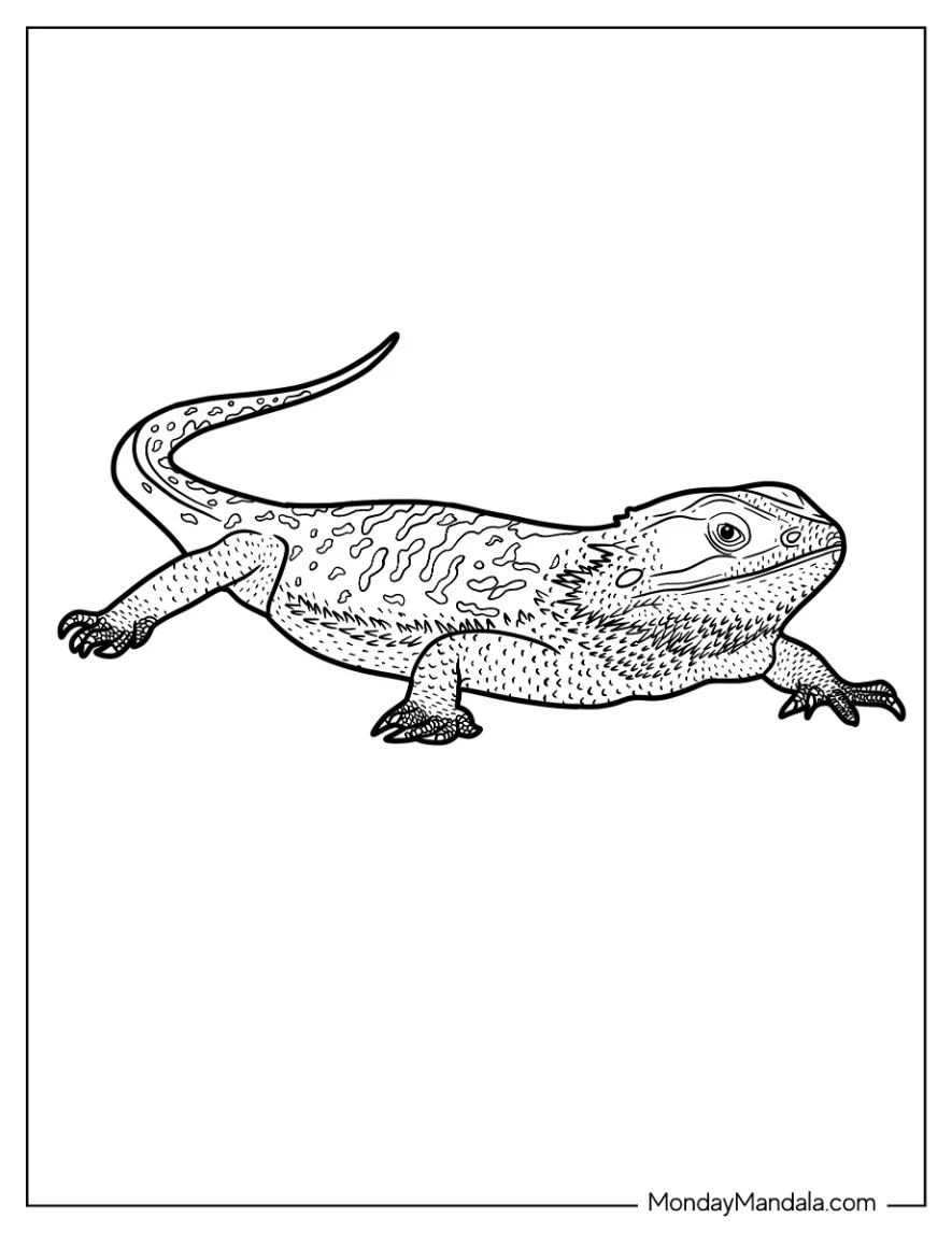 Central Bearded Dragon Lizard Coloring Page coloring page