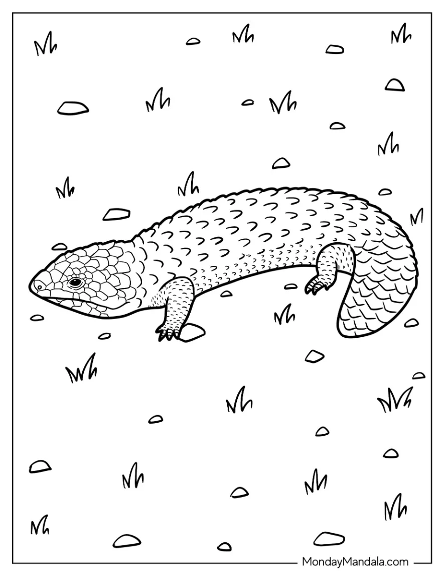 Shingleback Lizard Coloring Page coloring page