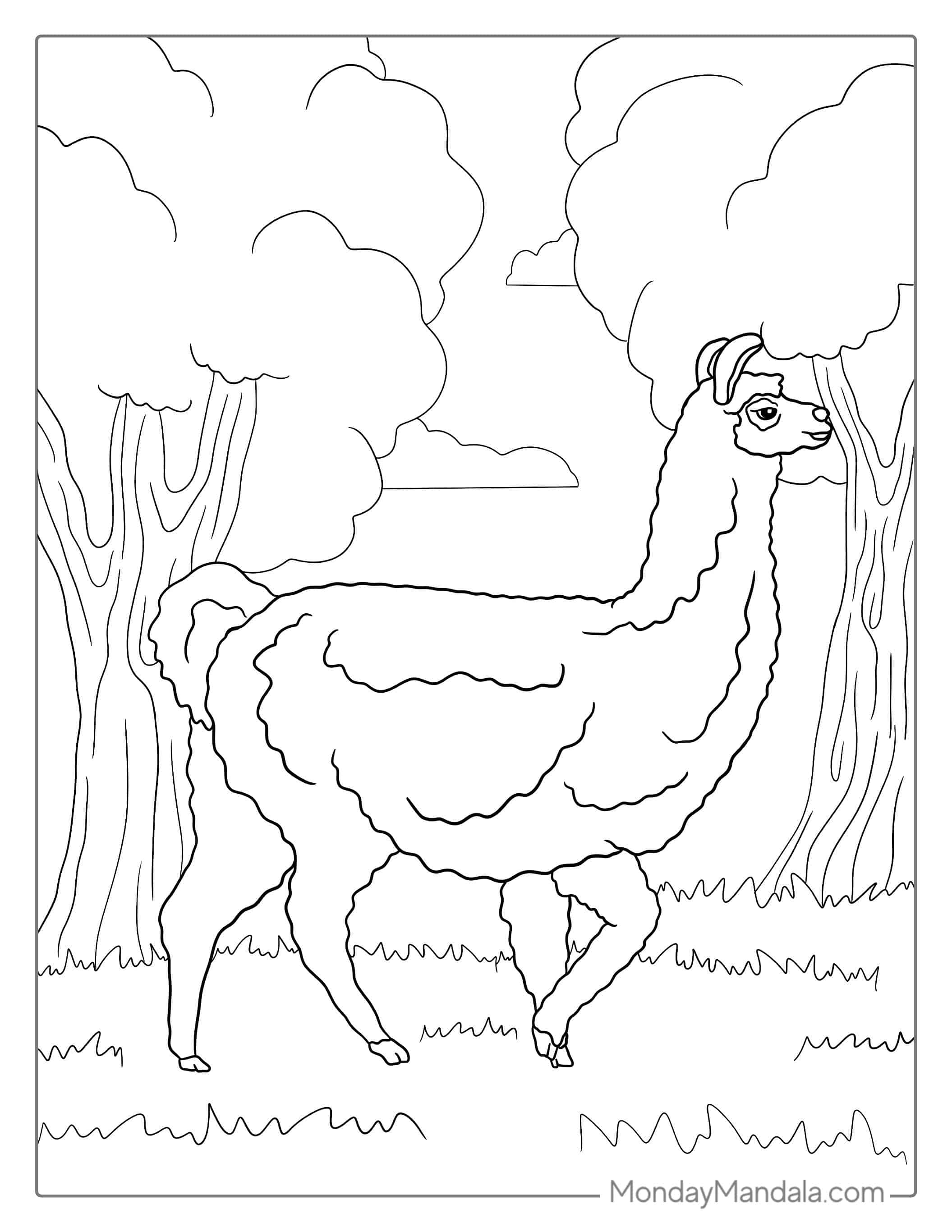 Coloring Page Of a Realistic Looking Llama coloring page
