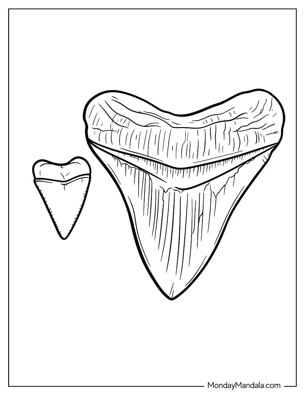 Megalodon Coloring Page Teeth Comparison coloring page