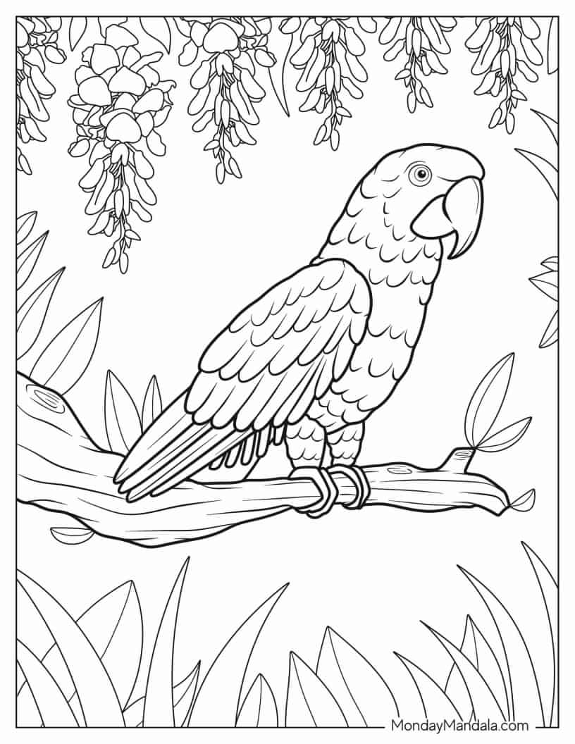 African Grey Parrot coloring page — printable line art