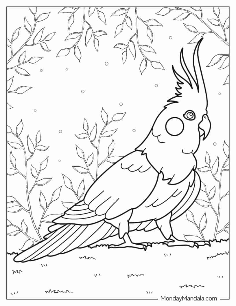 Cockatiel Coloring Page coloring page