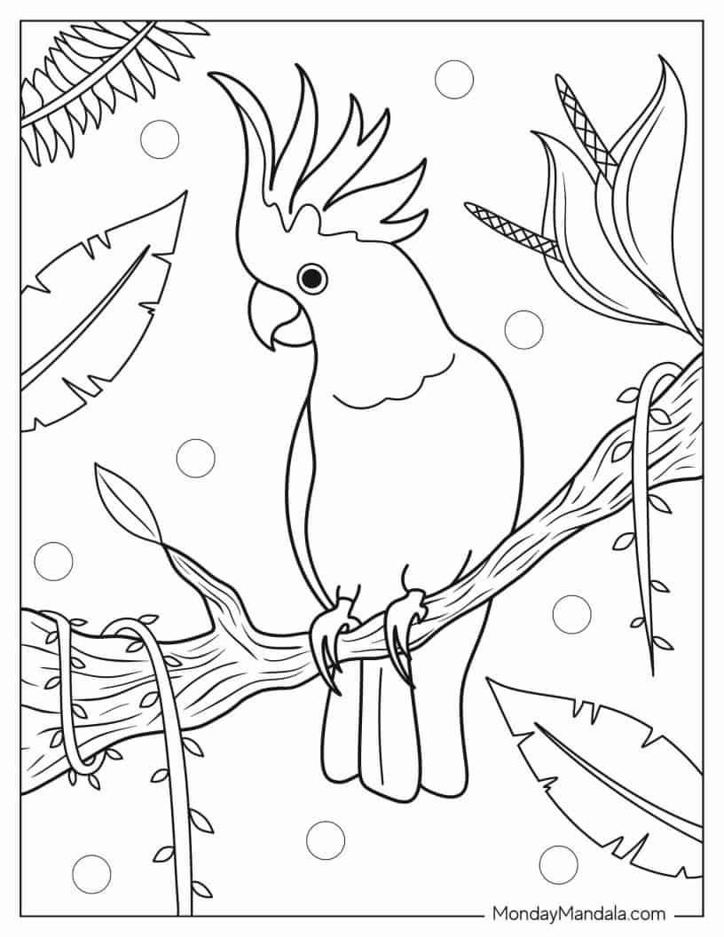 Cockatoo Parrot To Color coloring page
