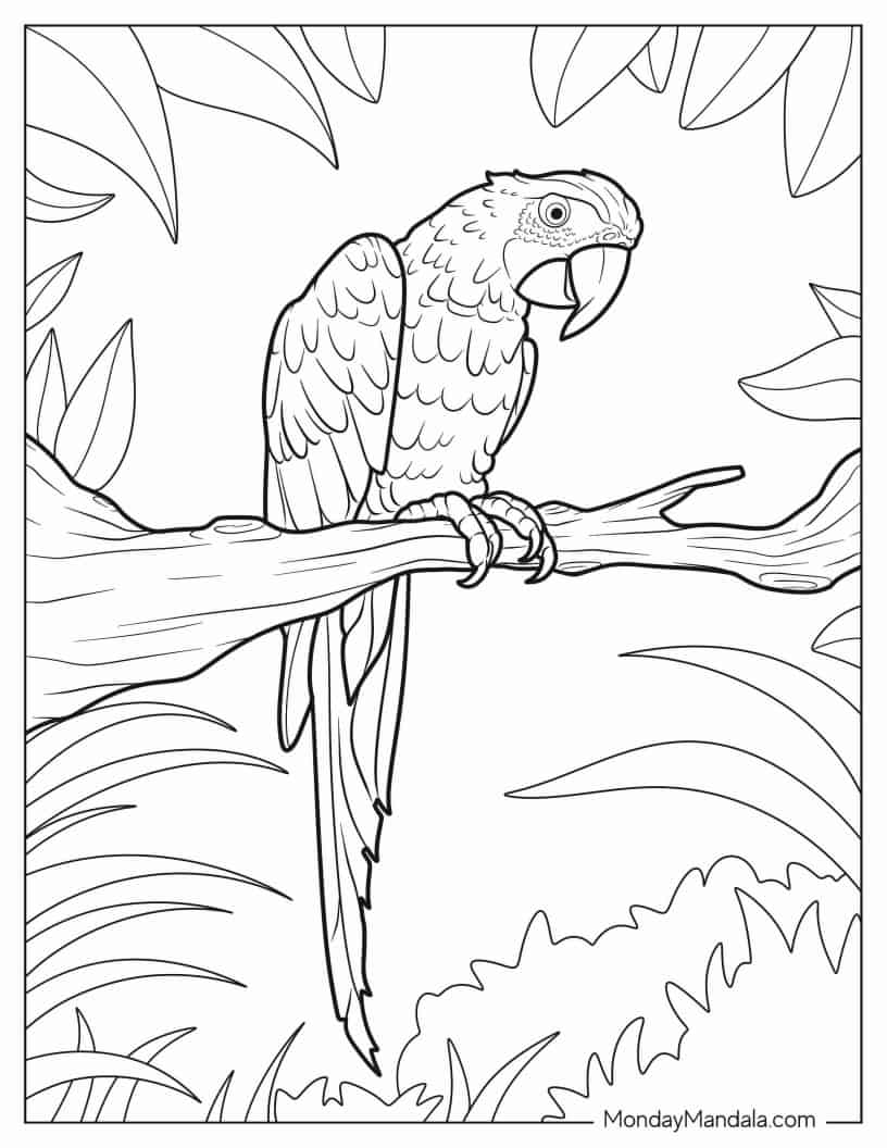 Detailed Parrot Sitting On a Branch coloring page — printable line art