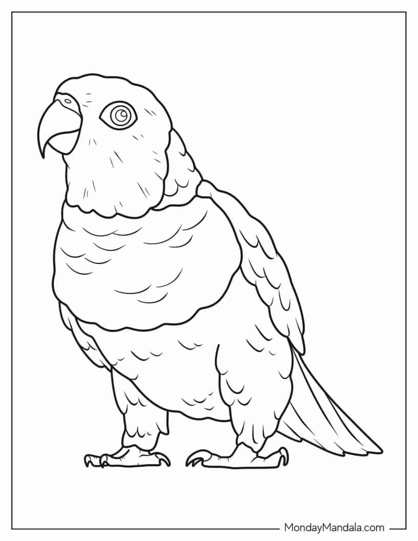 Easy To Color Caique Parrot coloring page — printable line art