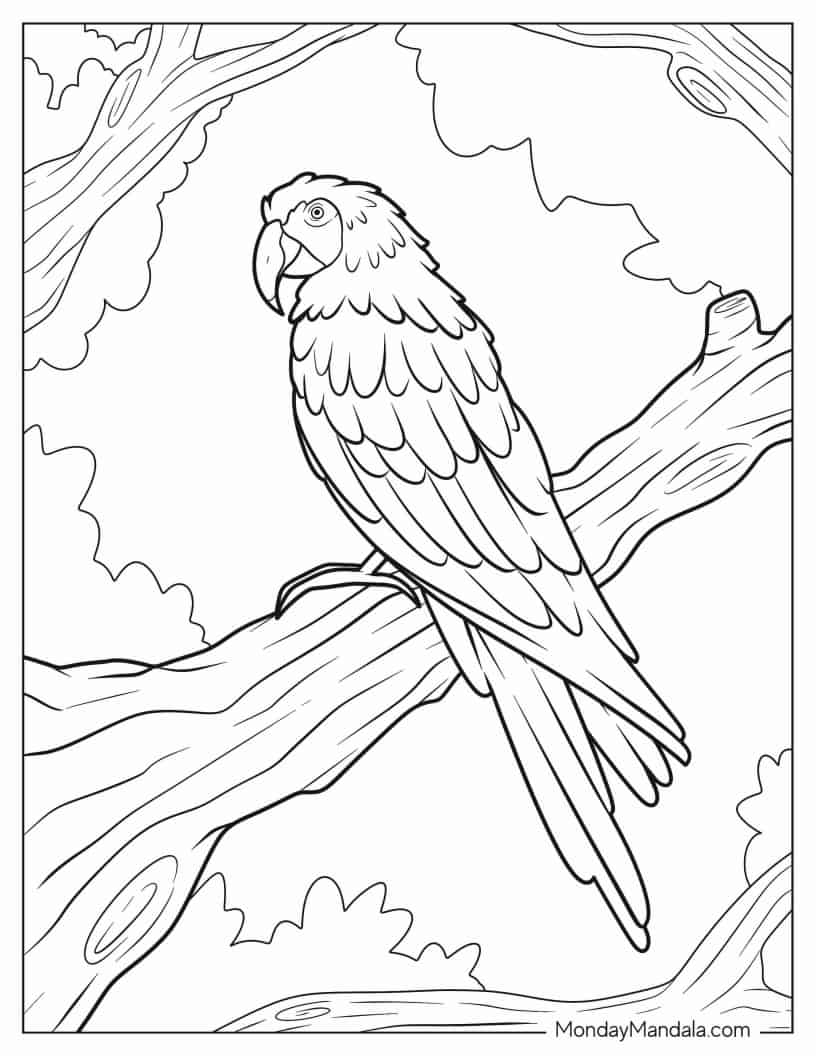Macaw Parrot Coloring Sheet coloring page
