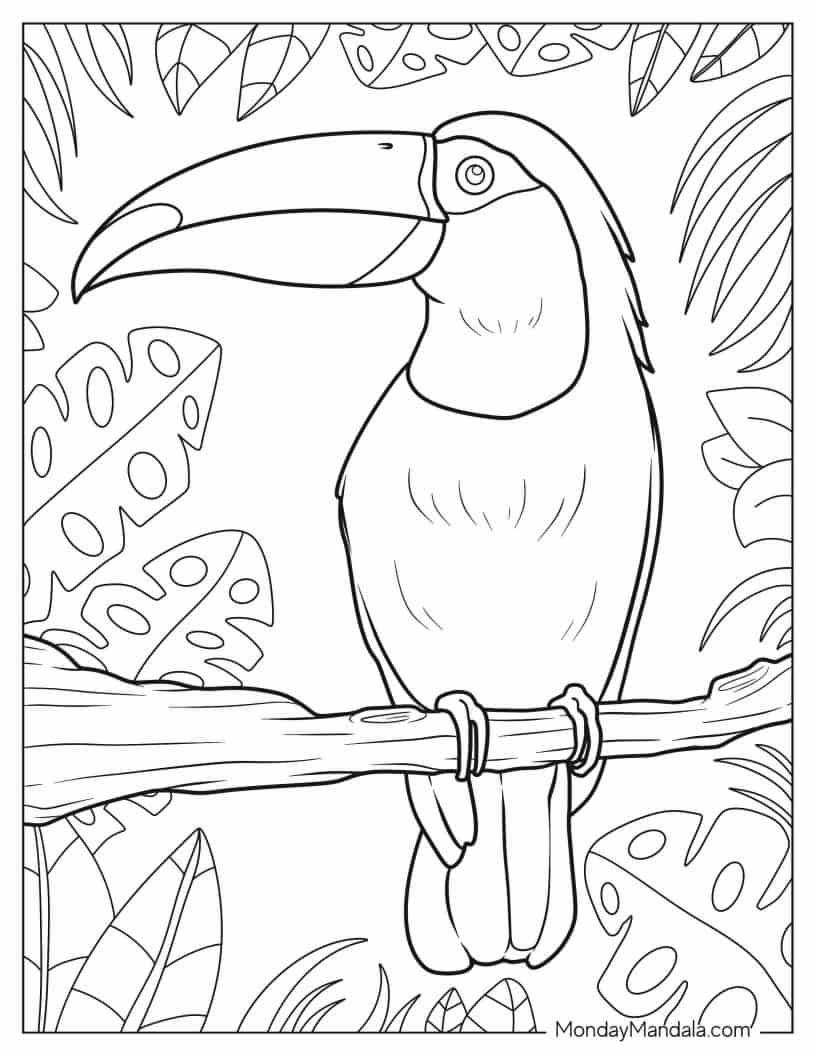 Parrot With Large Beak To Color coloring page