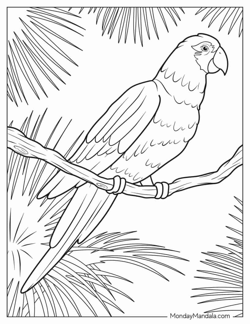 Senegal Parrot To Color coloring page — printable line art