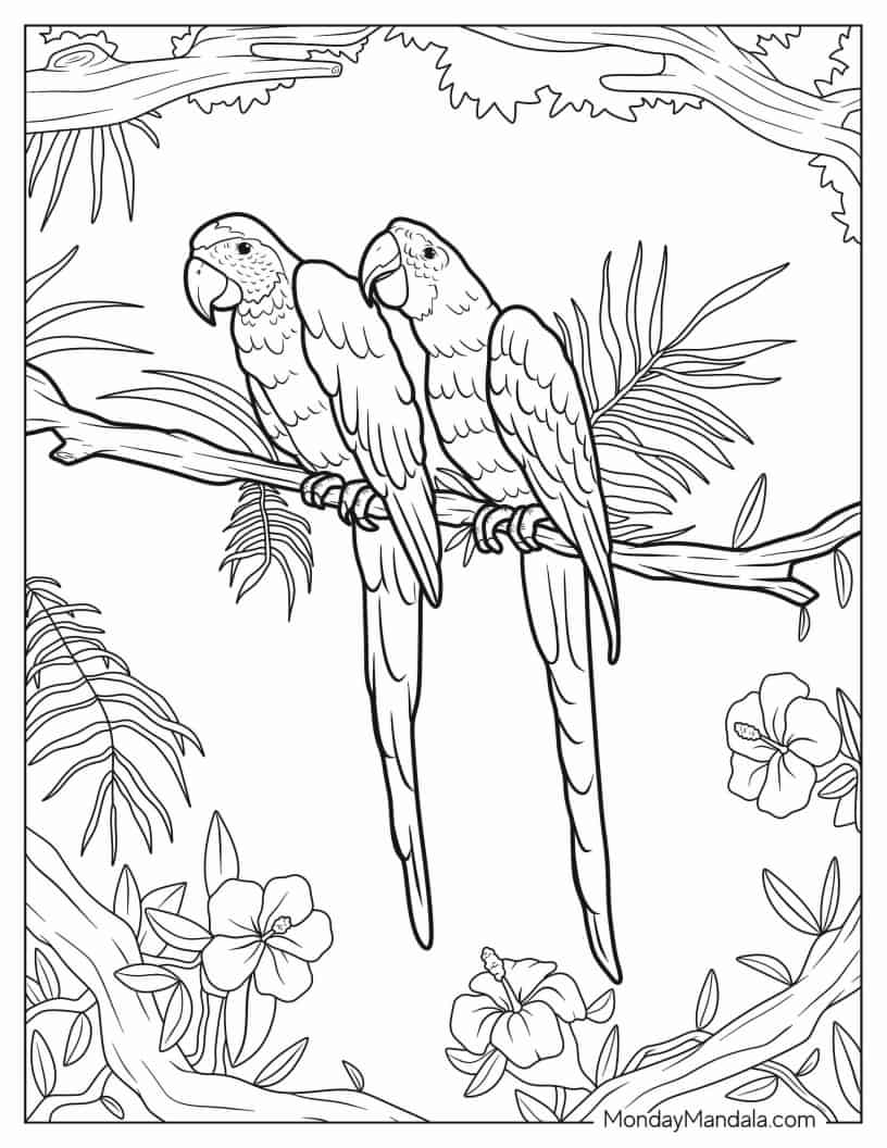 Two Detailed Eclectus Parrots To Color coloring page