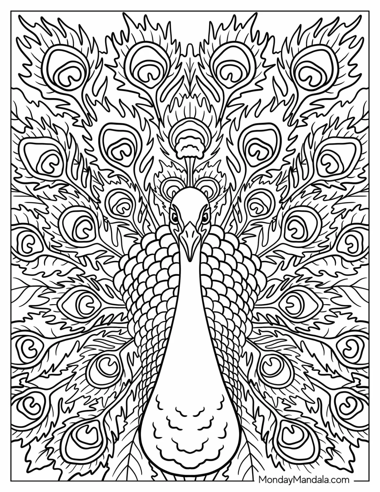 Full Page Peacock Coloring Page Close Up With Large Ornate Tail Feathers coloring page — printable line art