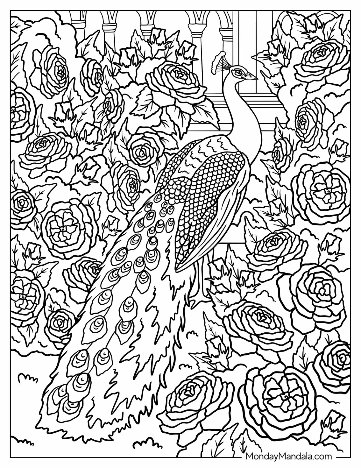 Peacock Coloring Page in Blooming Rose Garden with Architectural Details coloring page