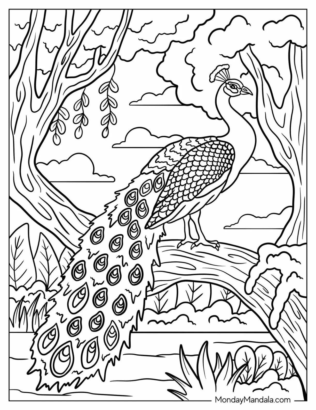 Realistic Peacock Coloring Page on Tree Branch in Forest For Adults coloring page