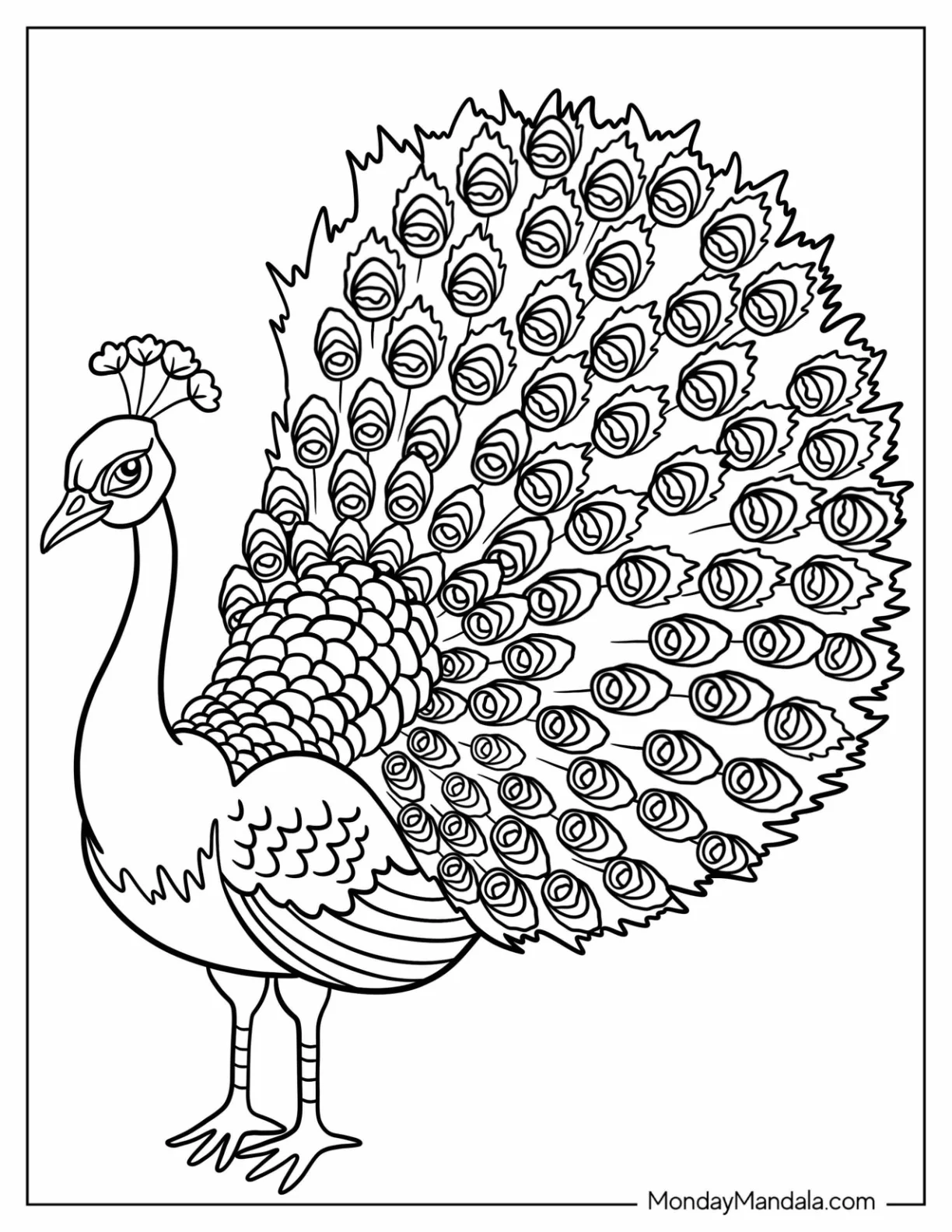 Side Profile Of Peacock Coloring Page With Fanned Feathers coloring page