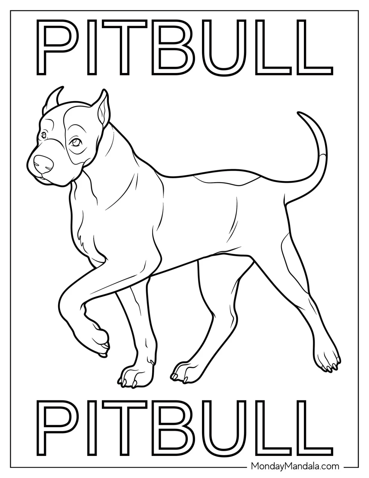Pitbull Coloring Page Flashcard coloring page