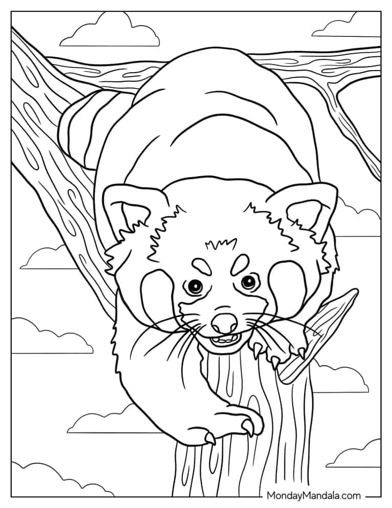 Mischievous Looking Red Panda coloring page — printable line art