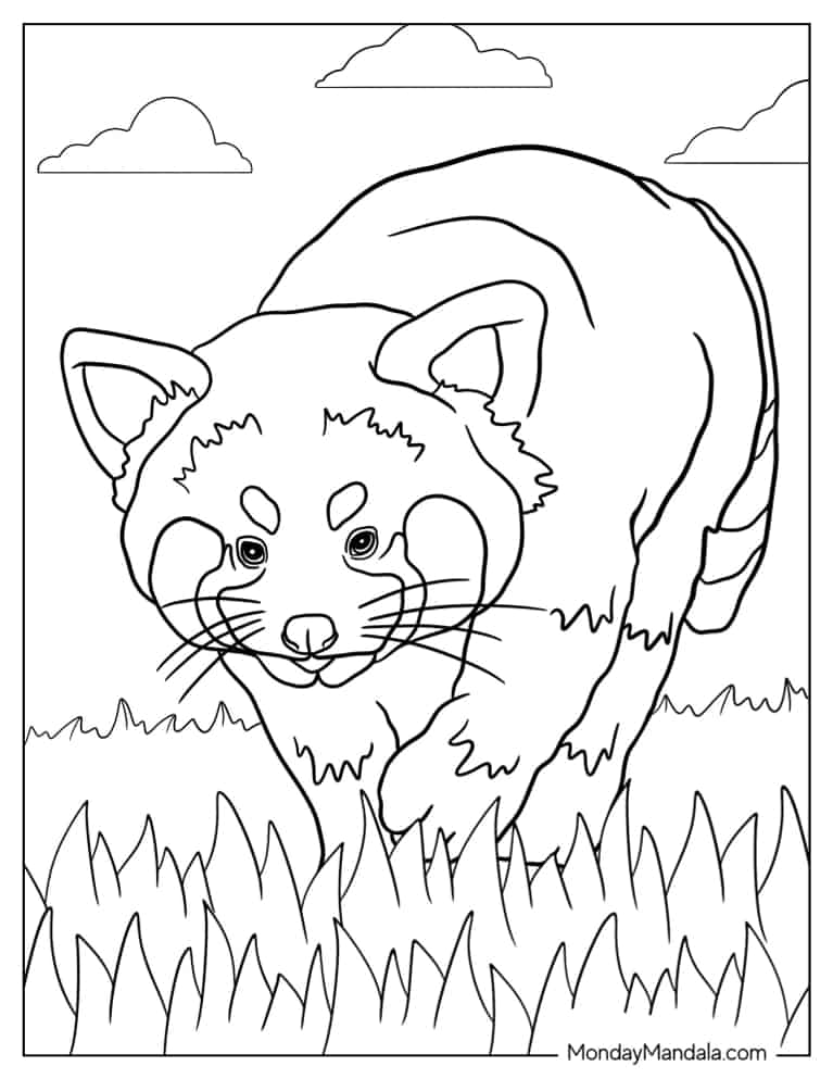 Red Panda Walking In Long Grass coloring page