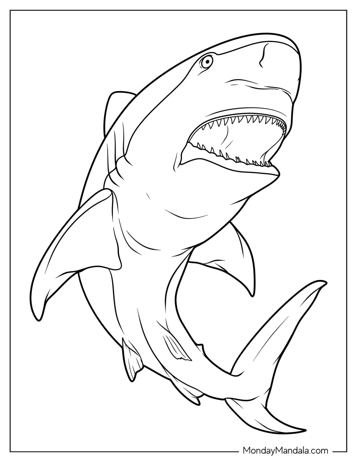 Close Up Of Bull Shark Coloring Page coloring page