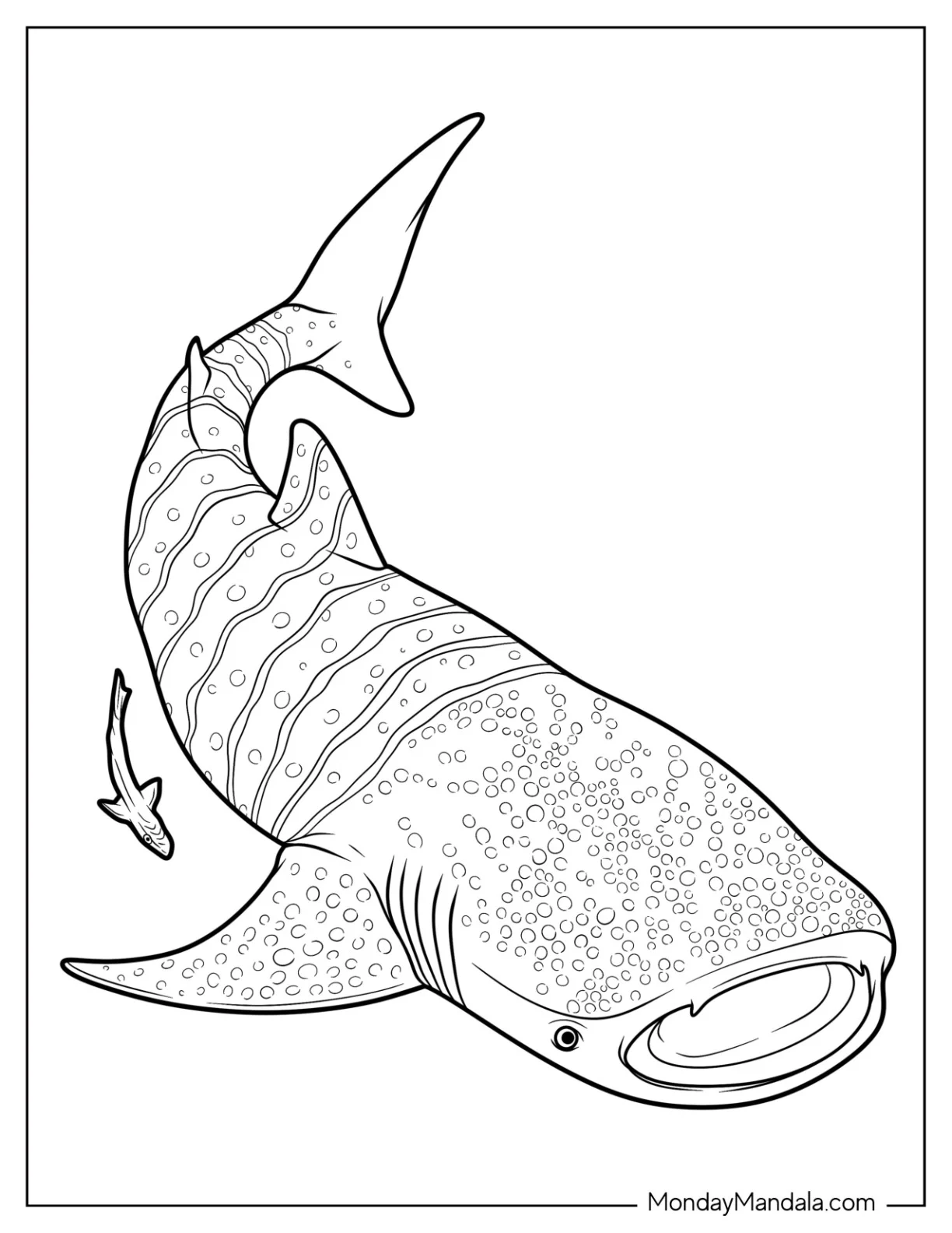 Textured Whale Shark Coloring Page coloring page