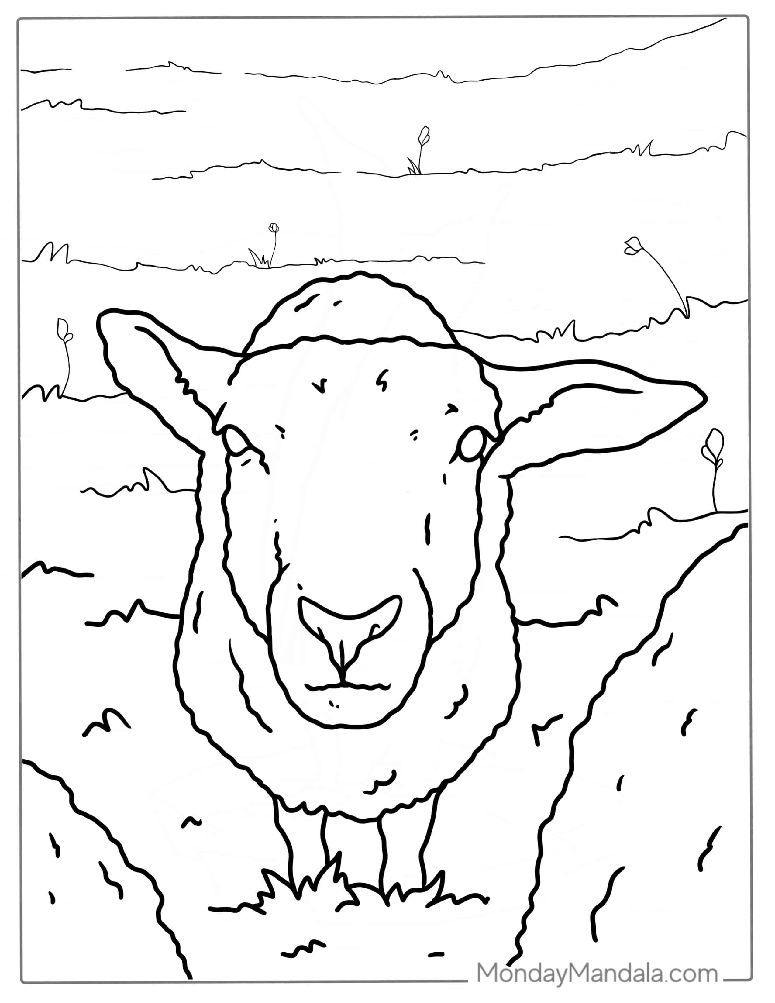 Sheep Standing In A Field Coloring Page coloring page