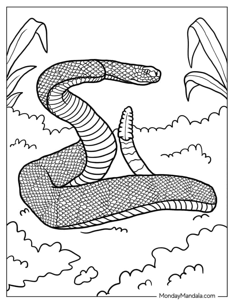 Rattlesnake With Arced Tail In Attack Position coloring page — printable line art