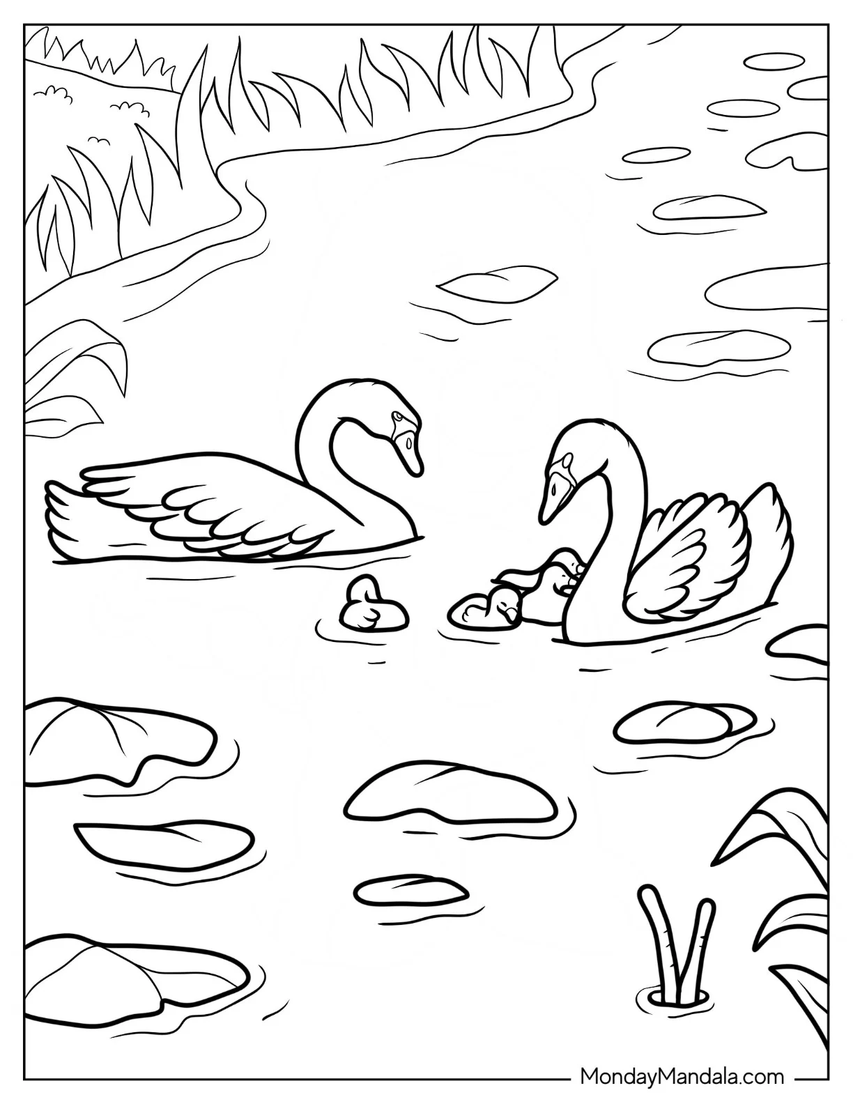 Swan Coloring Page Swimming With Cygnets coloring page