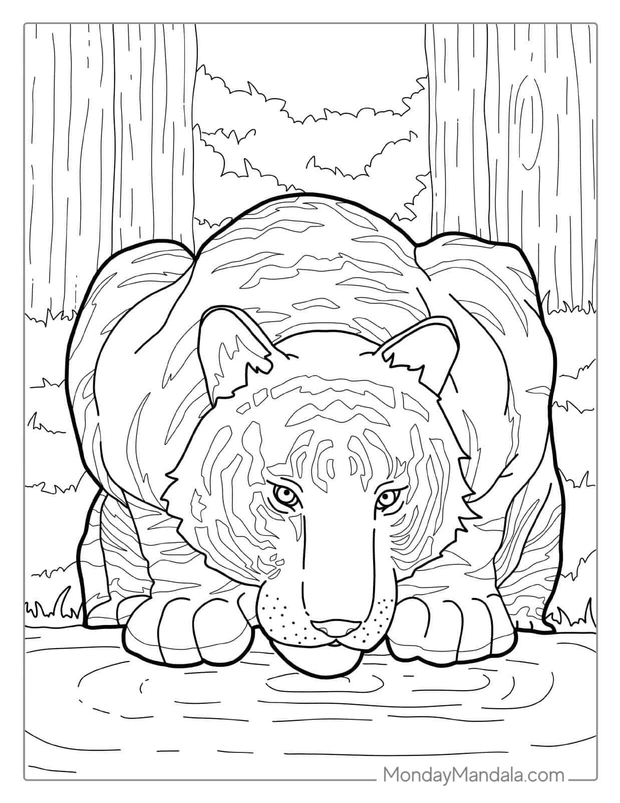 Bengal Tiger Drinking From Lake Coloring coloring page — printable line art