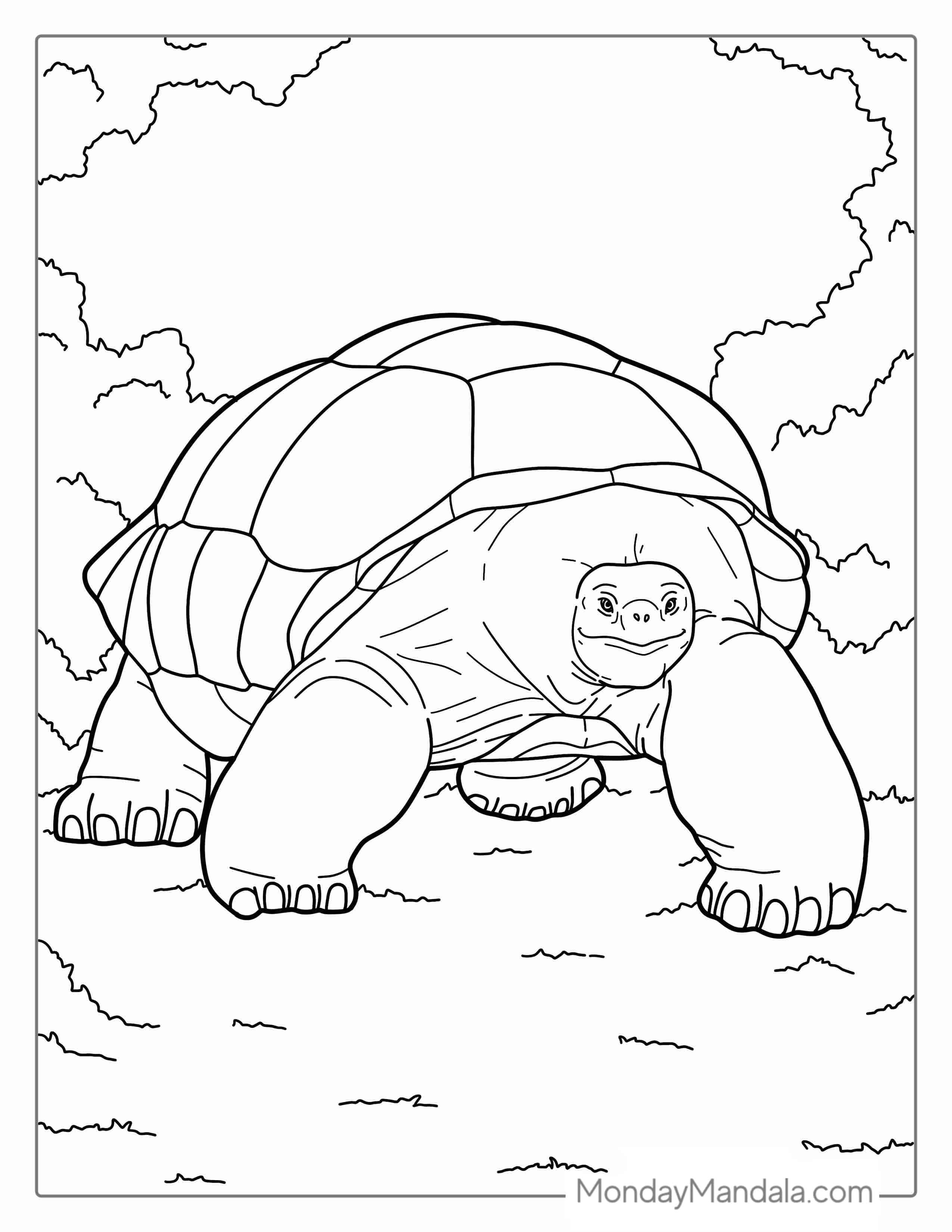 Galapagos Tortoise Coloring Page For Kids coloring page — printable line art
