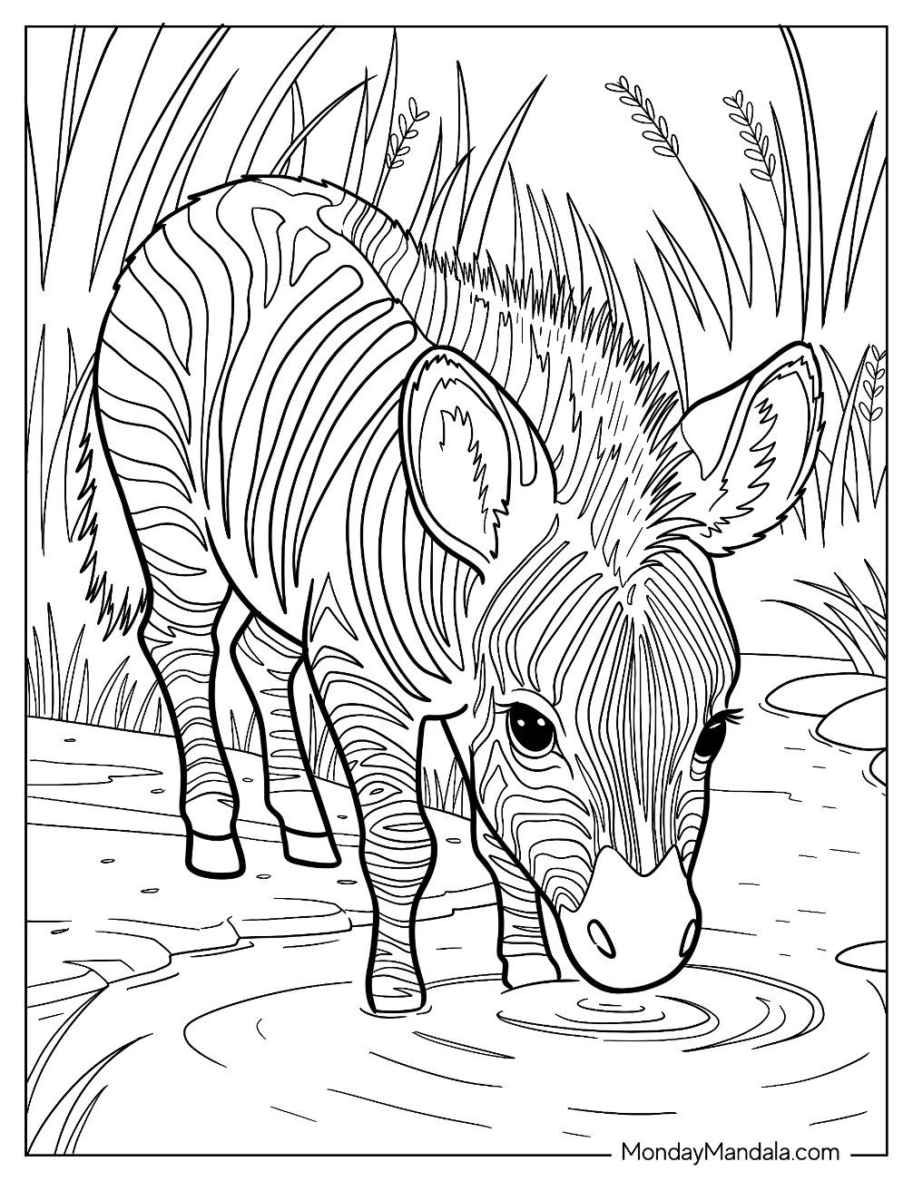 Realistic Young Zebra Coloring Page Drinking from a River coloring page