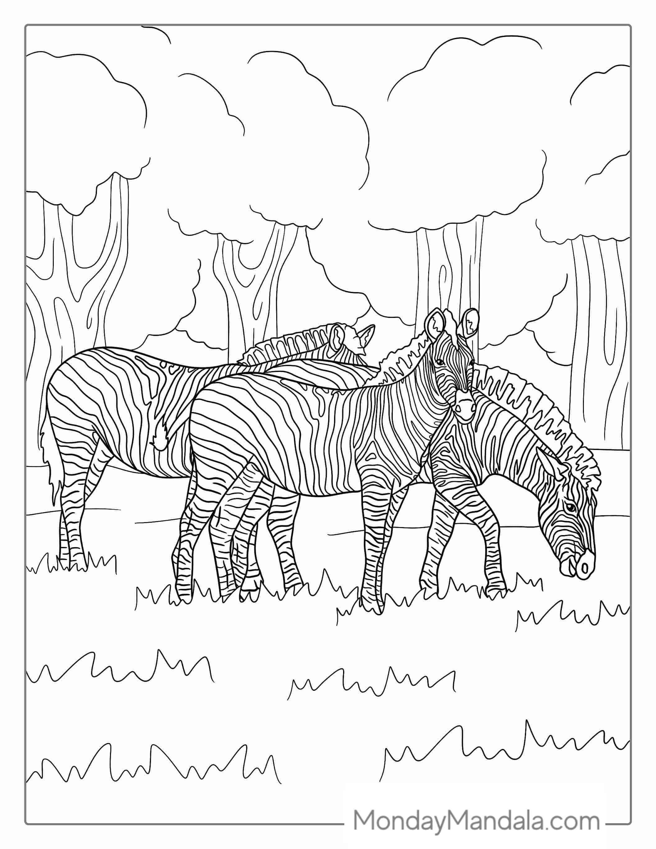 Three Realistic Zebras Grazing To Color coloring page — printable line art