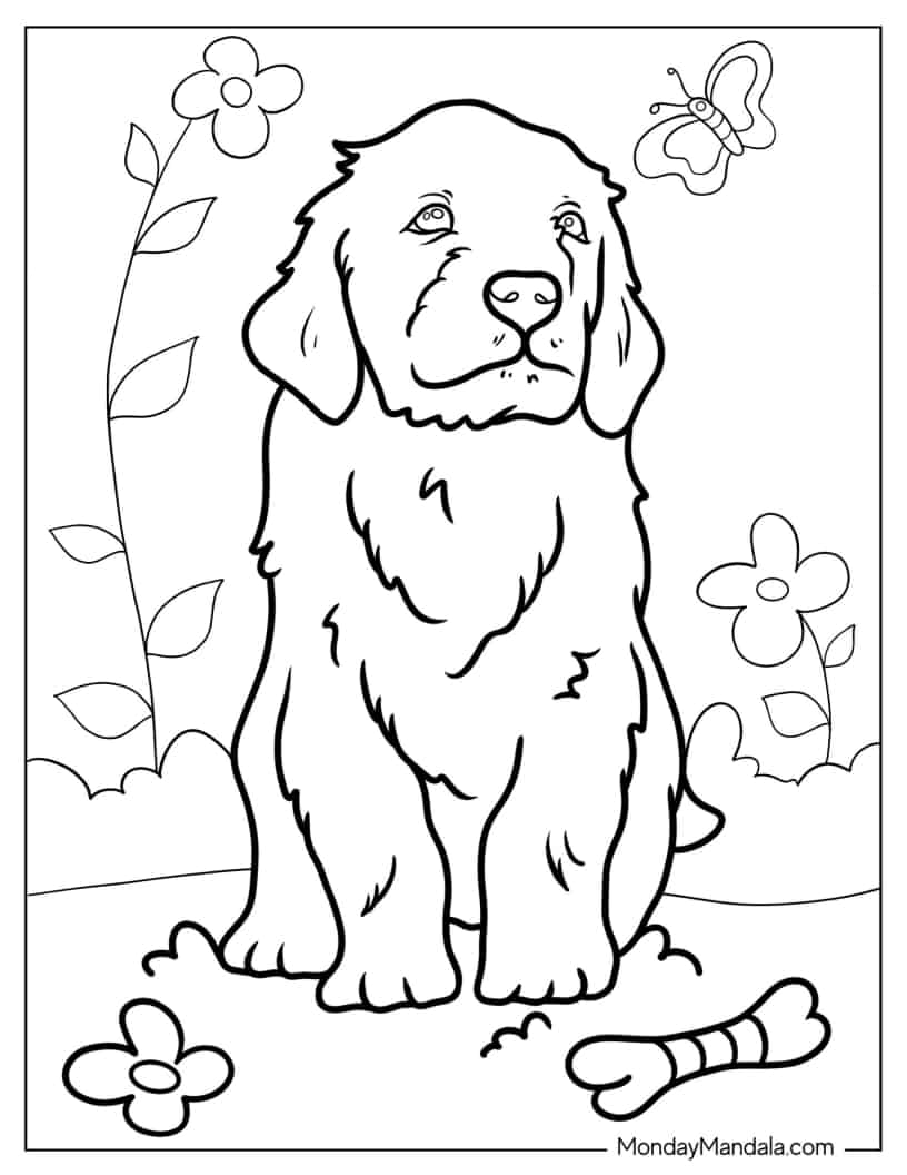 Golden Retriever Puppy Staring Into Distance coloring page