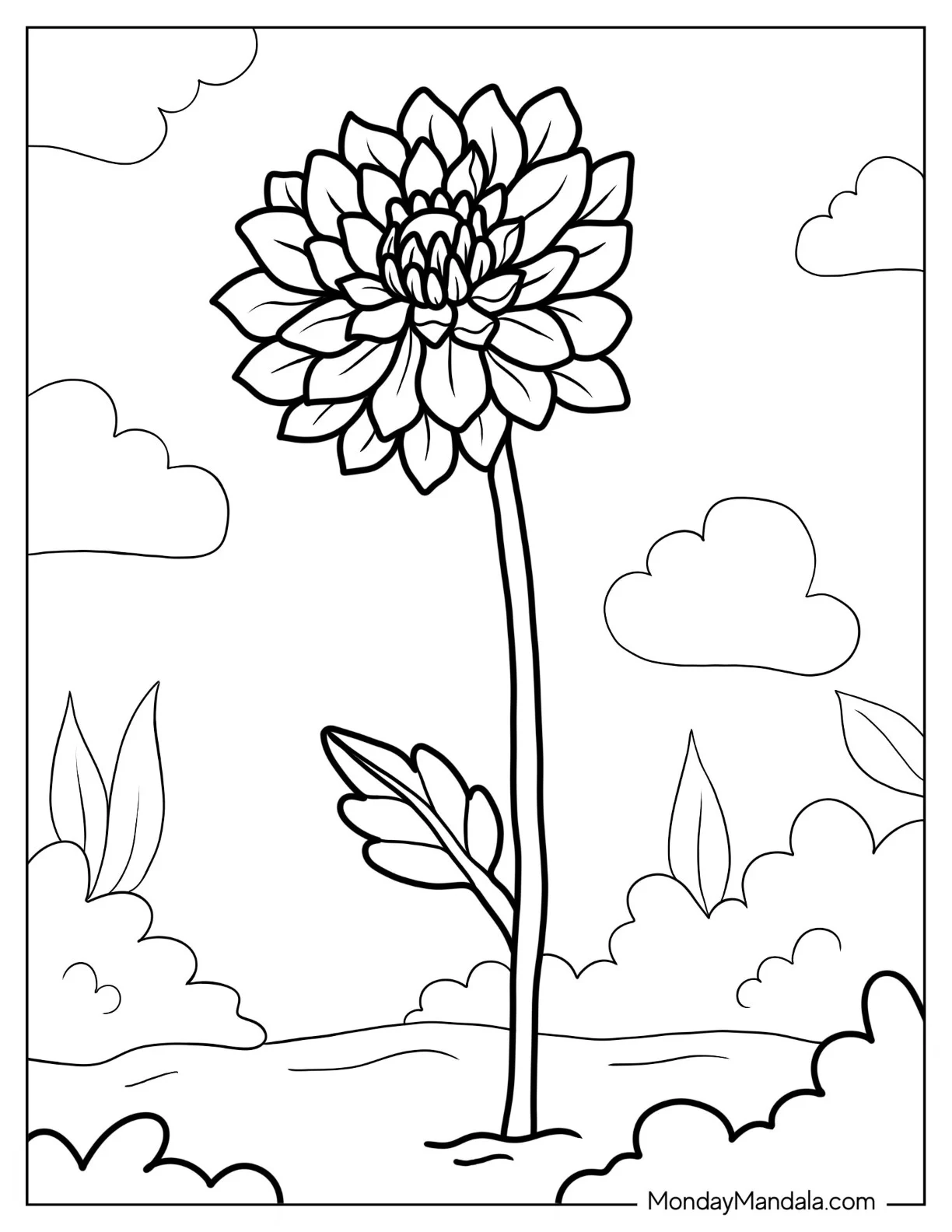 Flower Coloring Pages Of Chrysanthemum In The Field coloring page