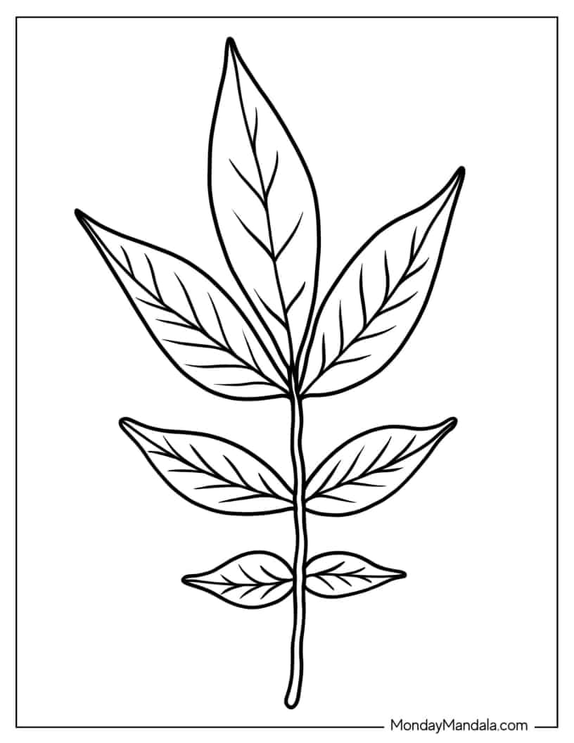 Acacia Leaf Coloring Sheet coloring page — printable line art