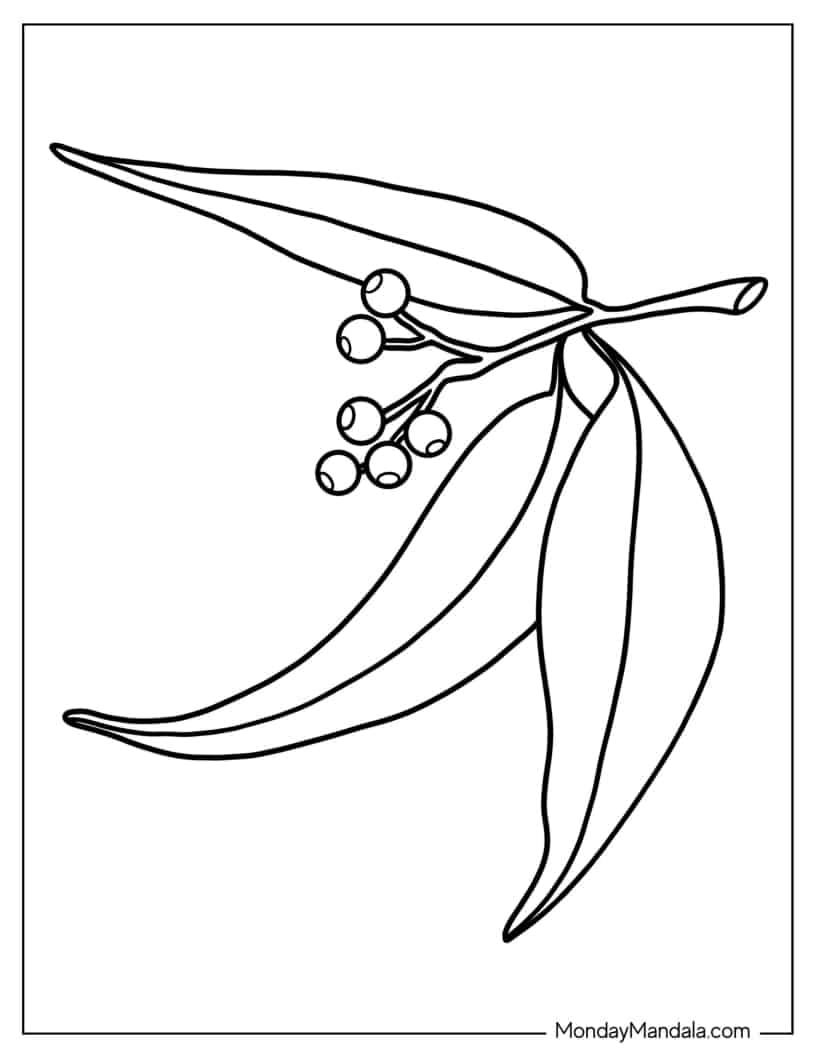 Coloring Page Of Australian Eucalyptus Laves coloring page — printable line art