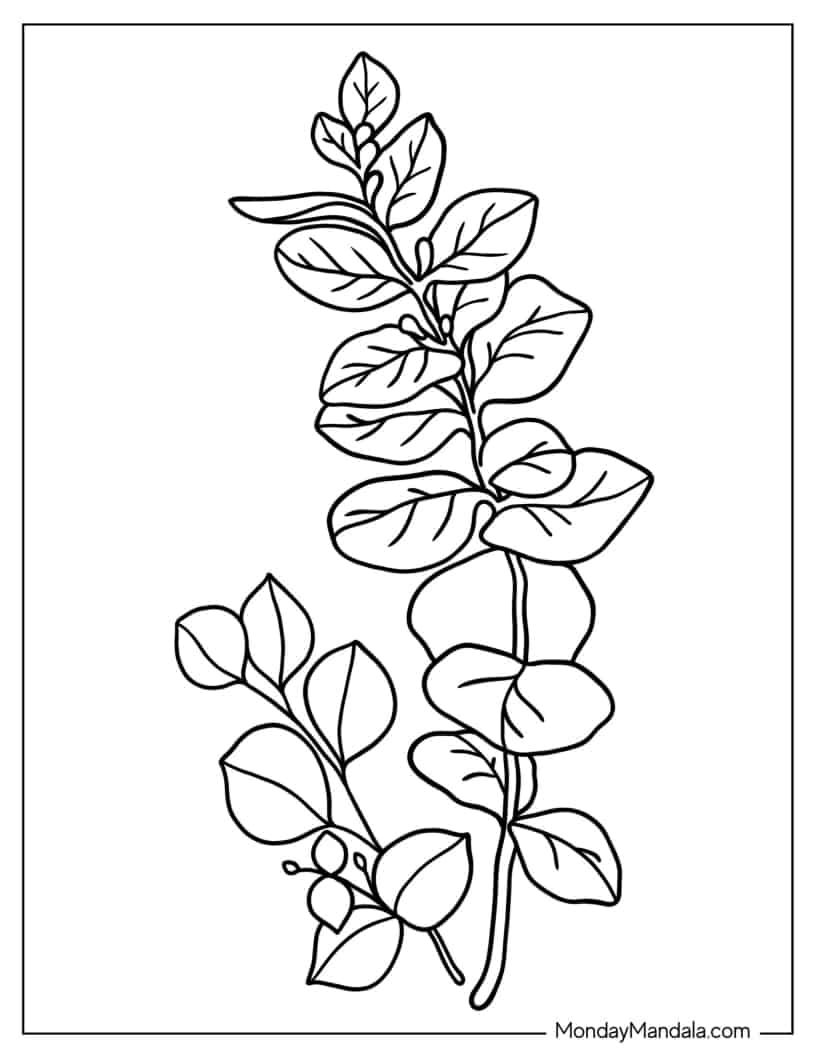 Eucalyptus Leaves To Color coloring page — printable line art