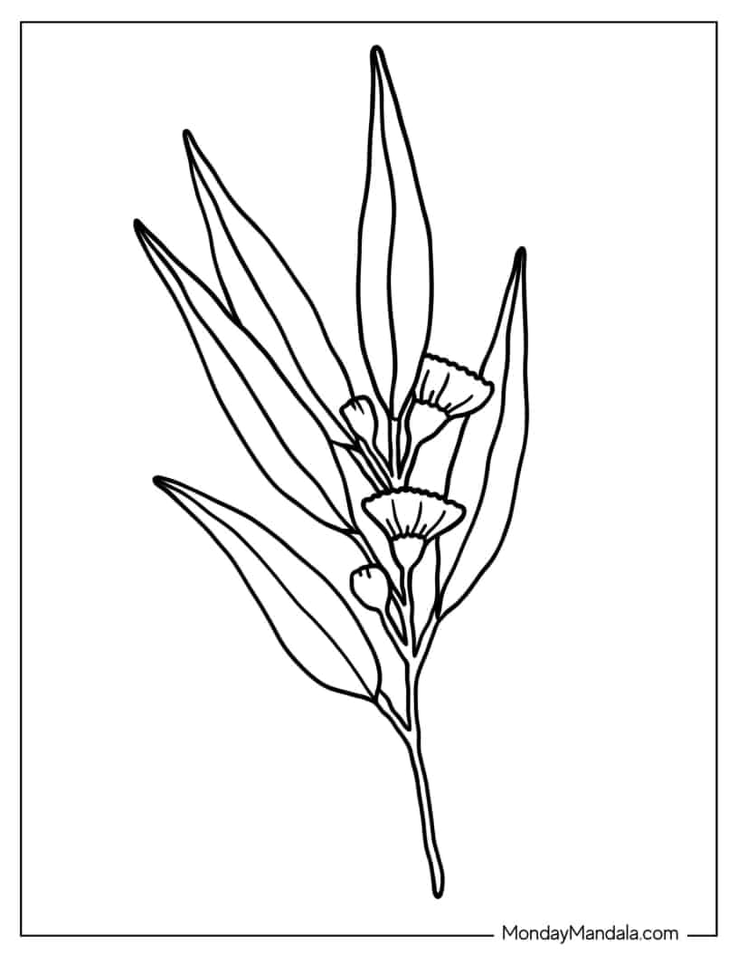 Eucalyptus Leaves With Flowers coloring page