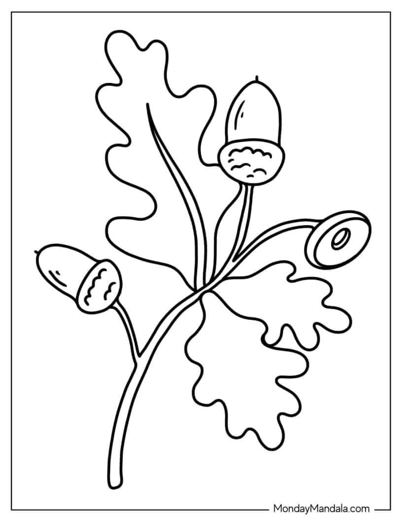 Simple Outline Of Oak Leaf With Acorns coloring page — printable line art