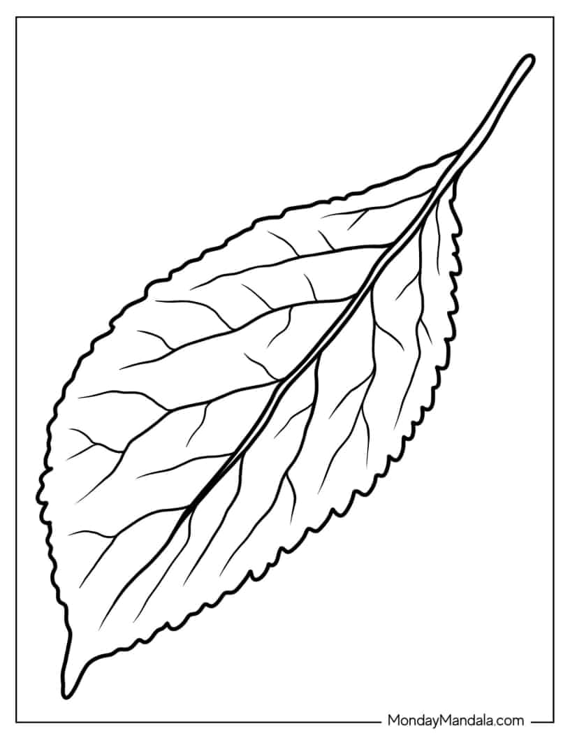 Wild Cherry Leaf coloring page — printable line art