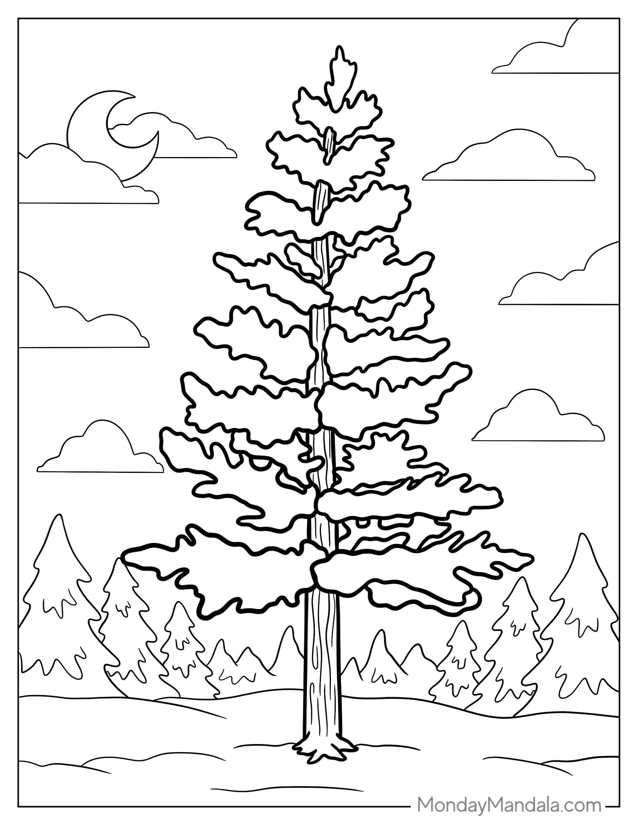Pine Tree Coloring Page coloring page — printable line art