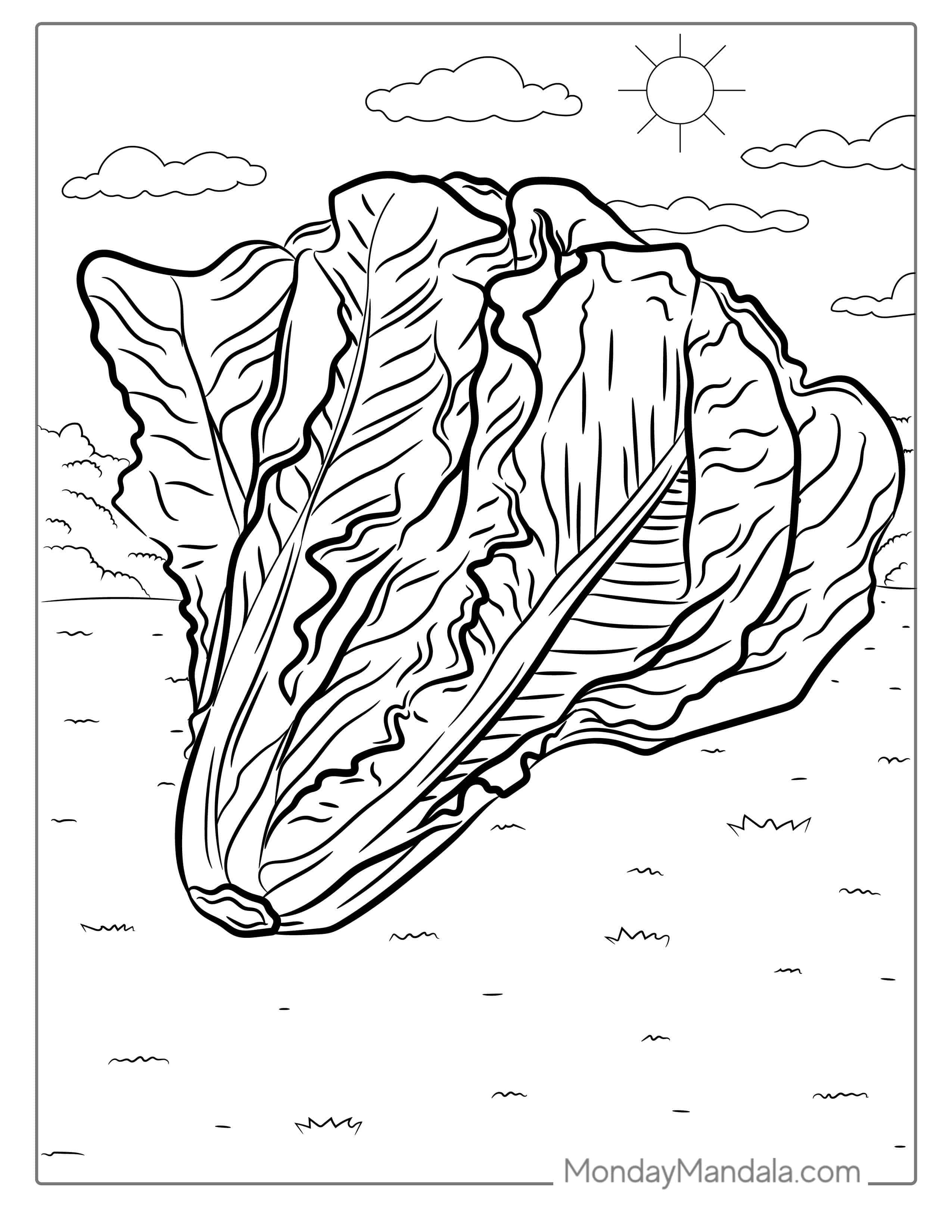 Lettuce Coloring Sheet coloring page