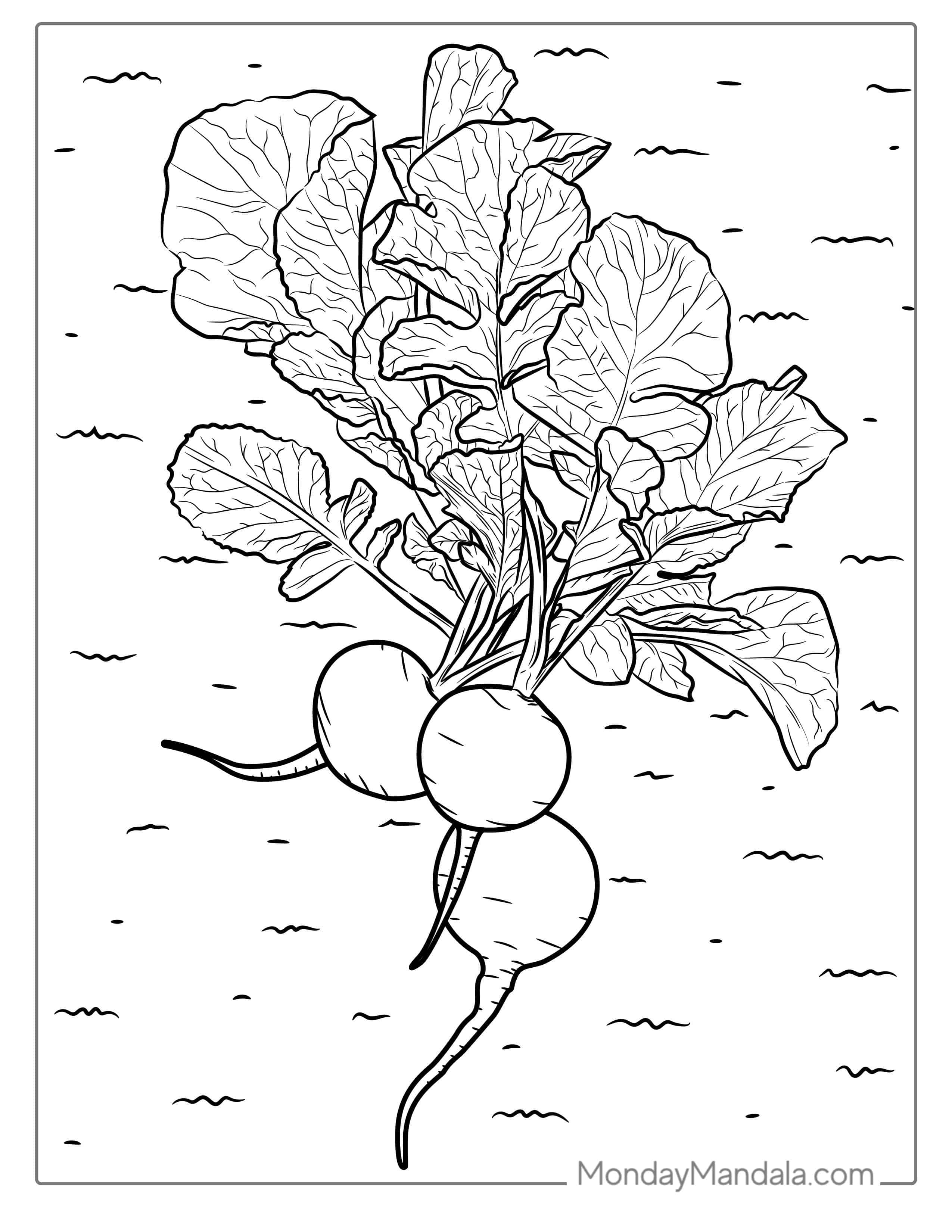Turnip Coloring Sheet coloring page