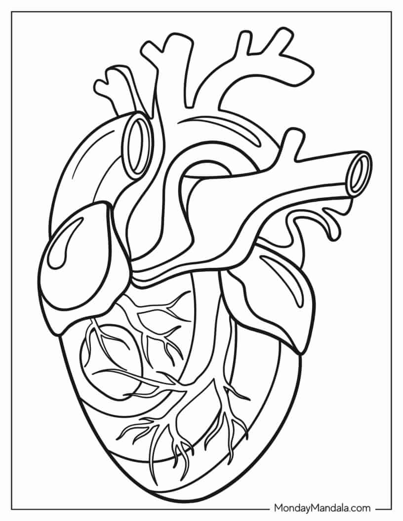 Coloring Sheet Of Realistic Heart coloring page