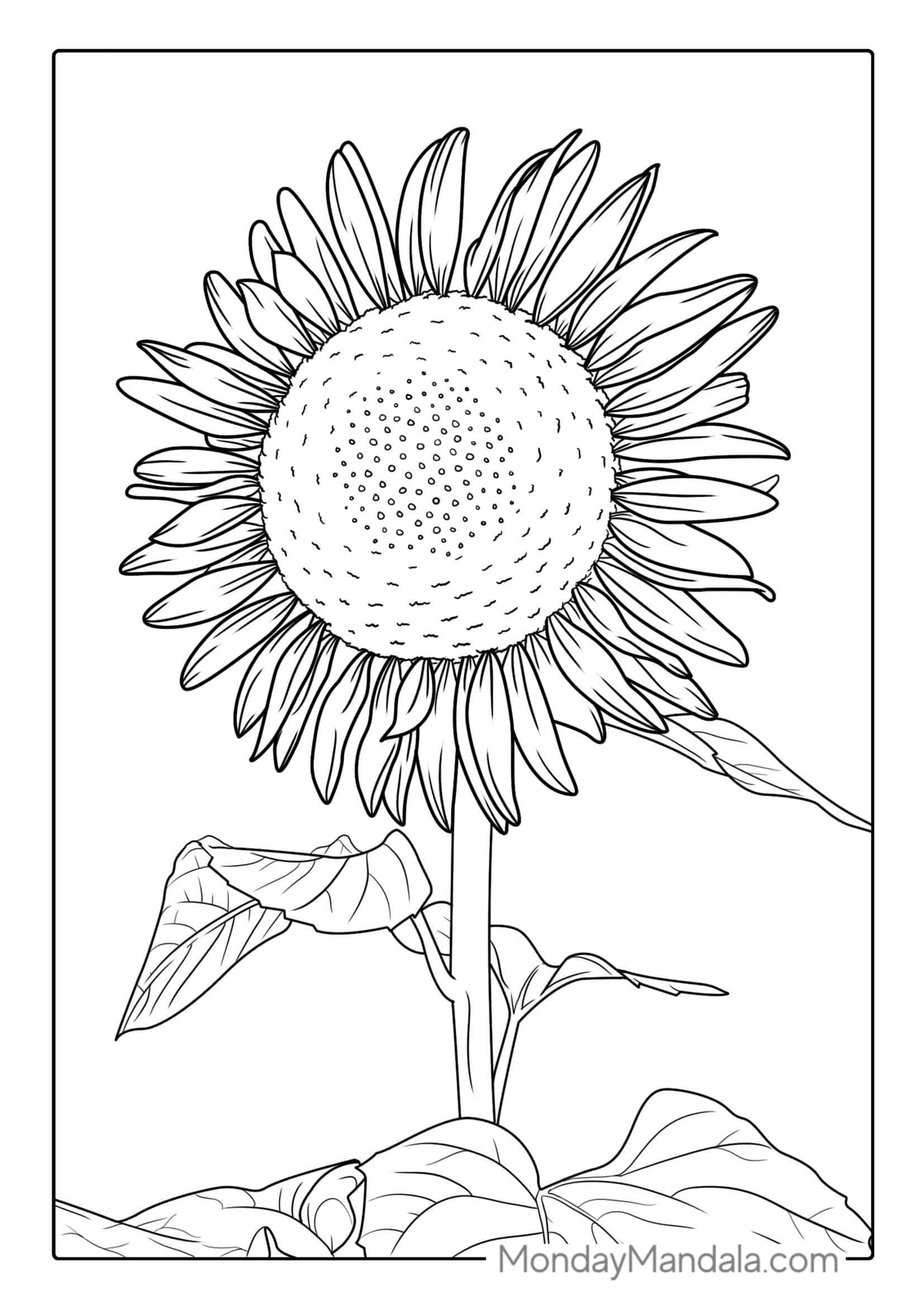 Big Bold Sunflower Coloring For Adults coloring page