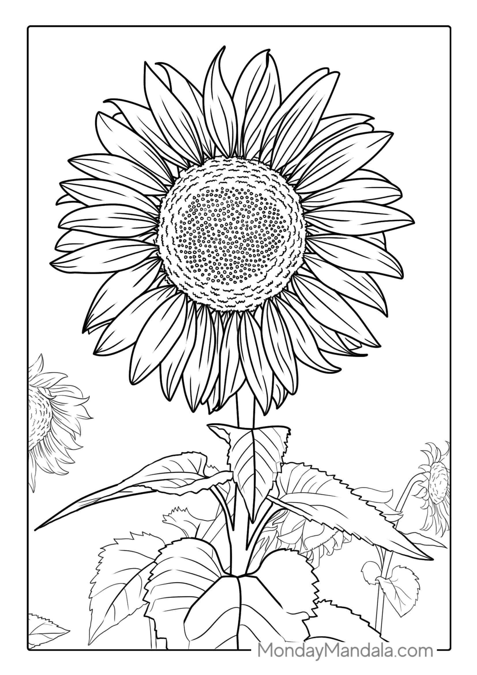 Big Petal Sunflower coloring page