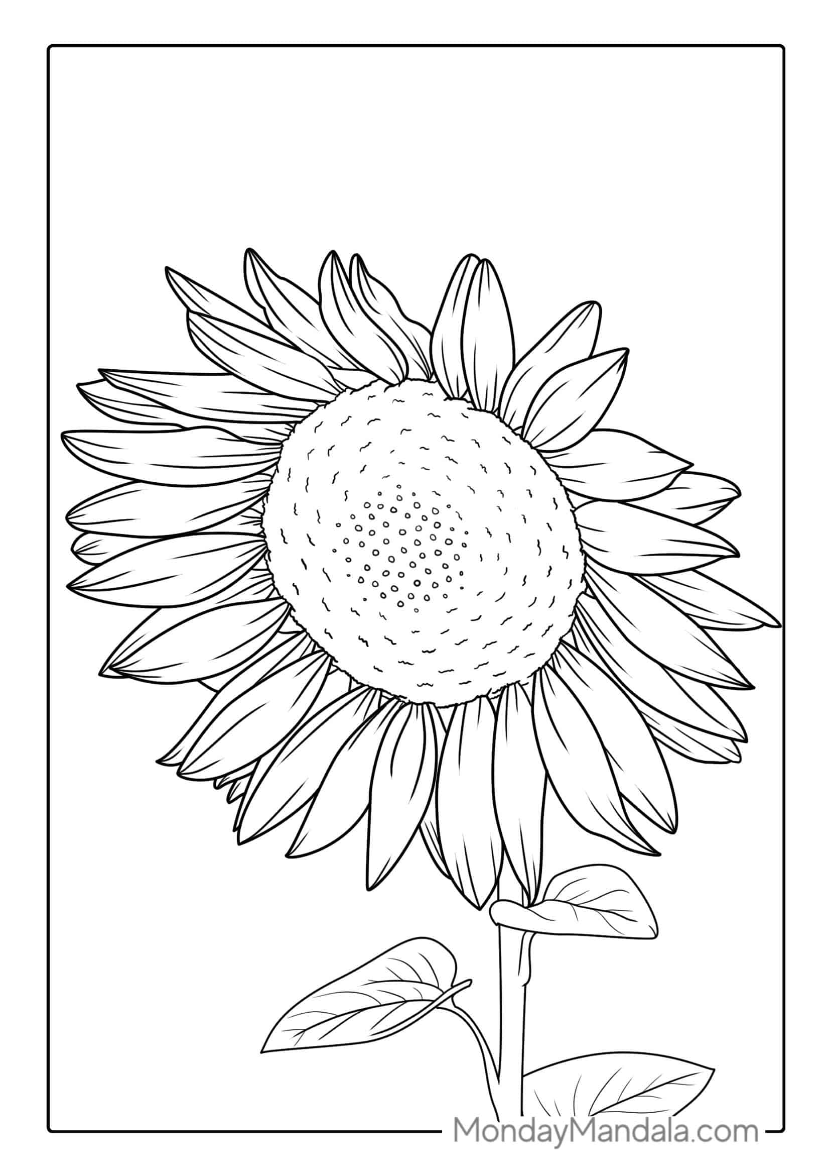 Big Sunflower Coloring Sheet coloring page