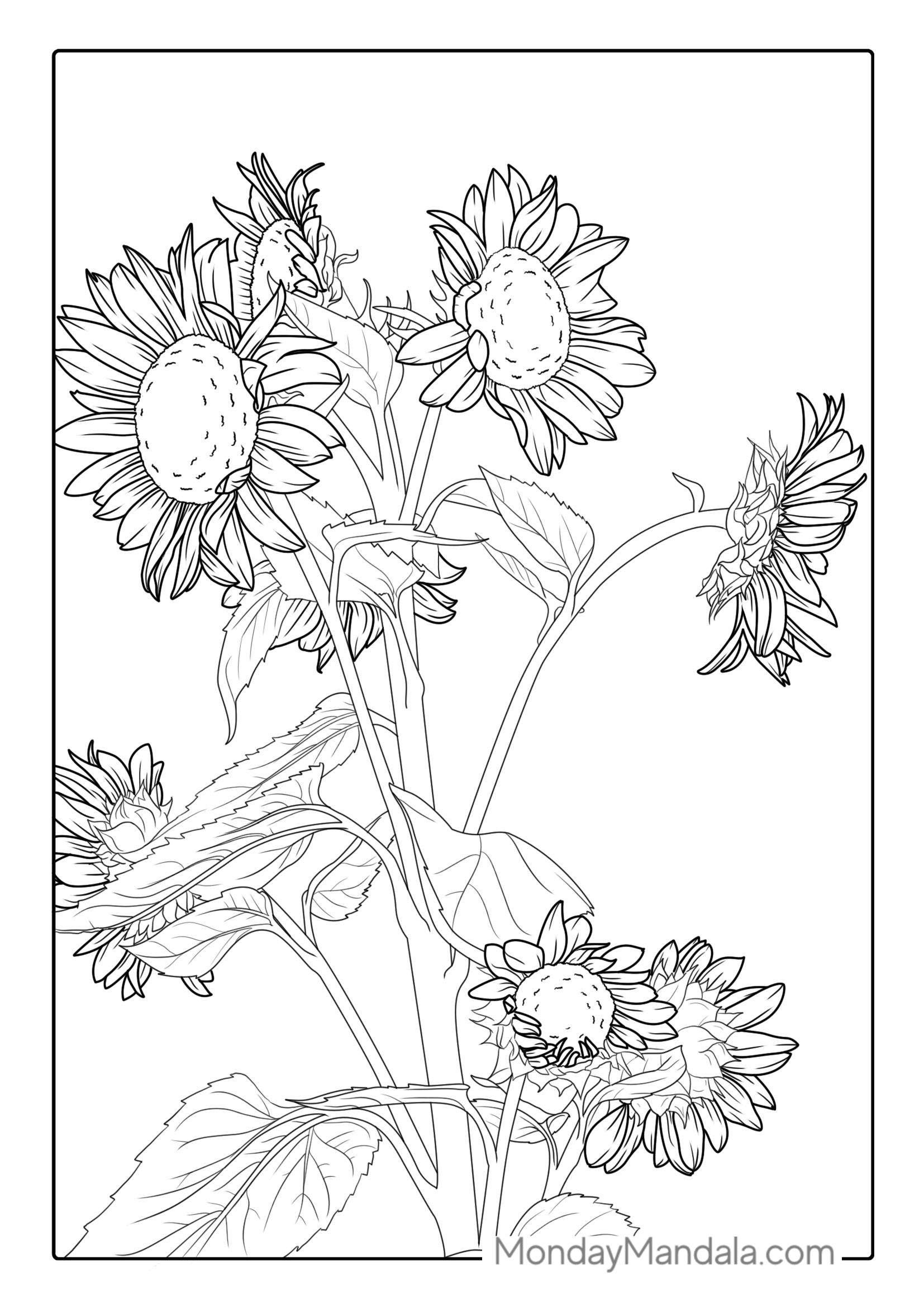 Bunch Of Detailed Sunflowers For Coloring coloring page